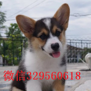 萍乡去哪里买花色对称柯基狗带证书柯基犬包纯