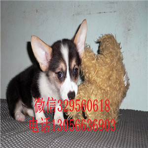 湘潭哪里能买到柯基犬纯种柯基犬短腿柯基柯基犬价格多少钱