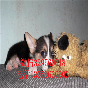 湘潭哪里能买到柯基犬纯种柯基犬短腿柯基柯基犬价格多少钱