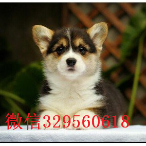 新余哪里能买到带血统柯基小狗底盘低柯基犬疫苗驱虫已做