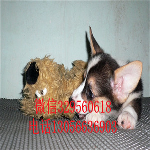 衡阳哪里有卖柯基犬三色柯基犬柯基多少钱三通柯基犬幼犬
