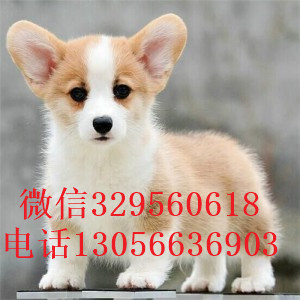 陇南柯基幼犬出售柯基犬图片纯种威尔士柯基幼