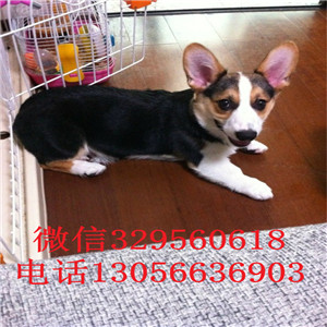 湘潭哪里能买到柯基犬纯种柯基犬短腿柯基柯基