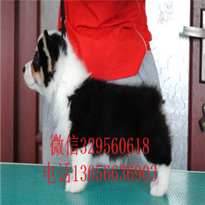 黔西南哪里能买到柯基犬柯基犬图片双血统柯基犬三通柯基犬幼犬