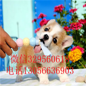 定西纯种柯基幼犬宝宝三色柯基犬短腿柯基柯基