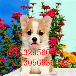 阿里哪里有卖柯基犬三色柯基犬柯基多少钱出售极品柯基幼犬