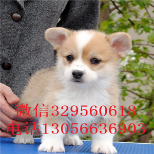 黔西南哪里能买到柯基犬柯基犬图片双血统柯基犬三通柯基犬幼犬