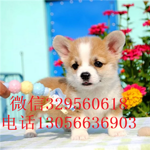 阿里哪里有卖柯基犬三色柯基犬柯基多少钱出售极品柯基幼犬