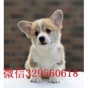 新余哪里能买到带血统柯基小狗底盘低柯基犬疫