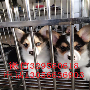 永州哪里能买到柯基犬双色柯基犬短腿柯基三通