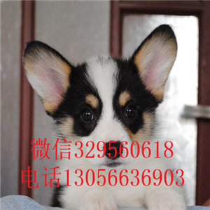 黔西南哪里能买到柯基犬柯基犬图片双血统柯基犬三通柯基犬幼犬