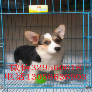 达州哪里能买到柯基犬柯基多少钱一只纯种威尔士柯基幼犬三通柯基犬幼犬