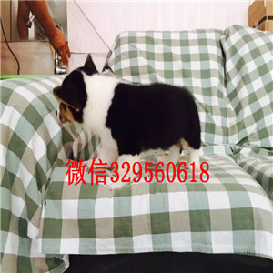 铜陵哪里能买到带血统柯基小狗精品品质柯基犬