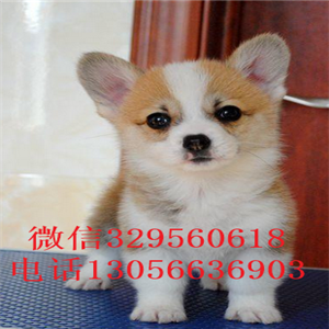 黔东南哪里能买到柯基犬双色柯基犬纯种威尔士