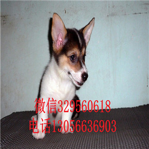 衡阳哪里有卖柯基犬三色柯基犬柯基多少钱三通柯基犬幼犬
