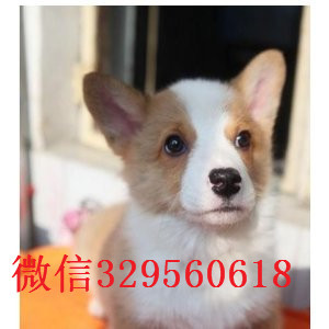 延安哪里能买到带血统柯基小狗带血统柯基犬疫