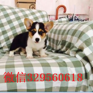 荆门哪里出售威尔士柯基幼犬带血统柯基犬柯基