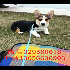 达州哪里能买到柯基犬柯基多少钱一只纯种威尔士柯基幼犬三通柯基犬幼犬