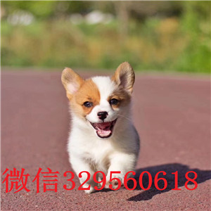 楚雄哪里能买到花色对称柯基狗带血统柯基犬包纯种健康