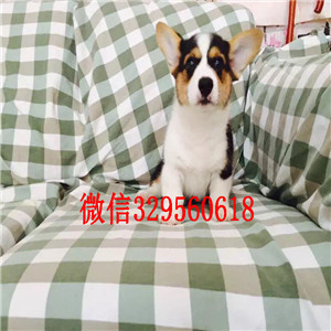 文山去哪里买带血统柯基小狗小短腿柯基犬疫苗驱虫已做