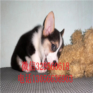 湘潭哪里能买到柯基犬纯种柯基犬短腿柯基柯基犬价格多少钱