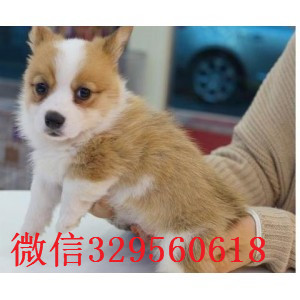 黄山去哪里买两色三色柯基幼犬带证书柯基犬柯基犬舍繁殖