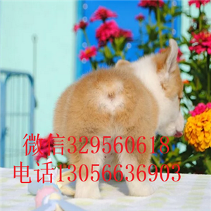 林芝哪里能买到柯基犬柯基犬图片纯种威尔士柯