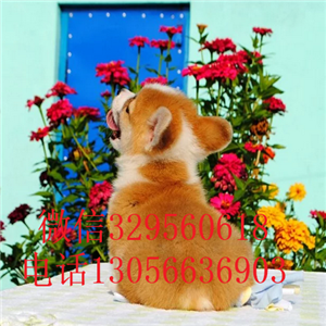 北海哪里能买到柯基犬柯基犬图片纯种威尔士柯