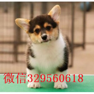 镇江哪里能买到花色对称柯基狗精品品质柯基犬包纯种健康