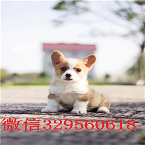 楚雄哪里能买到花色对称柯基狗带血统柯基犬包纯种健康