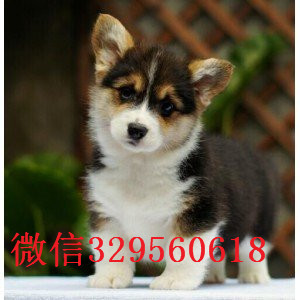 新余哪里能买到带血统柯基小狗底盘低柯基犬疫苗驱虫已做