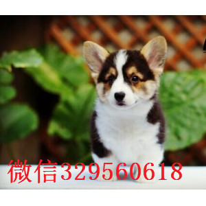 海南州去哪里买花色对称柯基狗小短腿柯基犬包