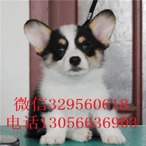 黔西南哪里能买到柯基犬柯基犬图片双血统柯基