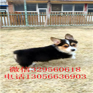 十堰柯基幼犬出售三色柯基犬纯种威尔士柯基幼