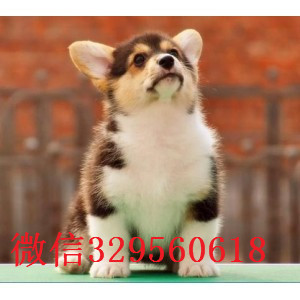 镇江哪里能买到花色对称柯基狗精品品质柯基犬包纯种健康