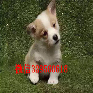 文山去哪里买带血统柯基小狗小短腿柯基犬疫苗驱虫已做