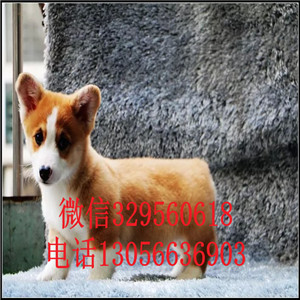 汕尾柯基幼犬出售三色柯基犬纯种威尔士柯基幼