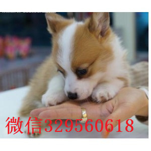 黄山去哪里买两色三色柯基幼犬带证书柯基犬柯基犬舍繁殖