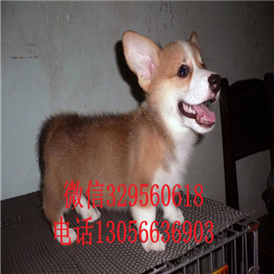 衡阳哪里有卖柯基犬三色柯基犬柯基多少钱三通柯基犬幼犬