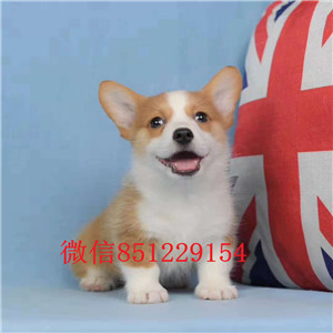 正规犬舍出售两色 三色柯基犬