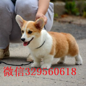 九江哪里出售威尔士柯基幼犬小短腿柯基犬柯基