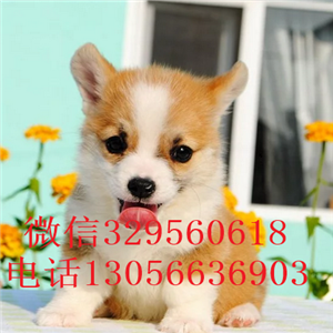 阿里哪里有卖柯基犬三色柯基犬柯基多少钱出售