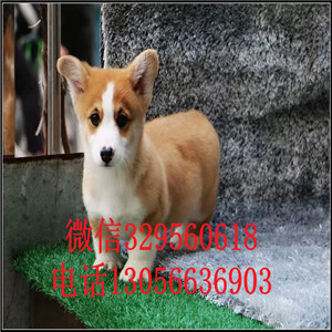 琼中柯基幼犬出售纯种柯基犬纯种威尔士柯基幼