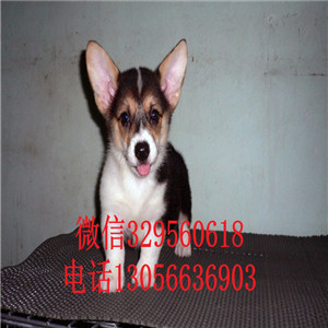 衡阳哪里有卖柯基犬三色柯基犬柯基多少钱三通柯基犬幼犬