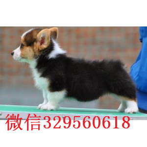 黔西南哪里能买到花色对称柯基狗底盘低柯基犬包纯种健康