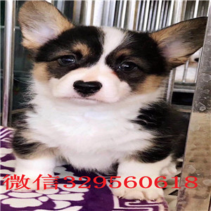 新余哪里能买到带血统柯基小狗底盘低柯基犬疫苗驱虫已做