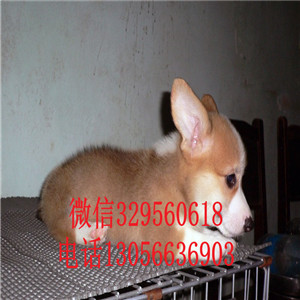 楚雄哪里能买到柯基犬三色柯基犬纯种小短腿个