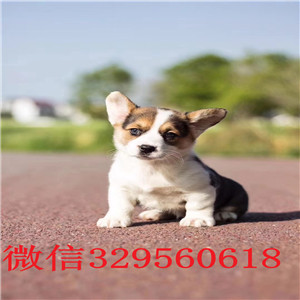 楚雄哪里能买到花色对称柯基狗带血统柯基犬包纯种健康