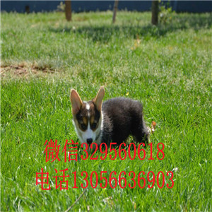 达州哪里能买到柯基犬柯基多少钱一只纯种威尔士柯基幼犬三通柯基犬幼犬