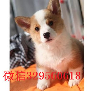 黔东南去哪里买带血统柯基小狗带血统柯基犬疫